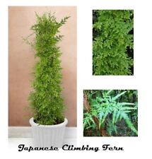 Japanese climbing fern for sale  USA