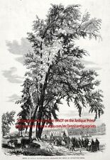 Grabado y artículo antiguo de Mormon Immigrants at Council Bluffs Iowa década de 1850 segunda mano  Embacar hacia Mexico