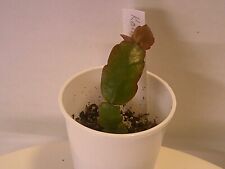 Schlumbergera rare russelliana for sale  Lawrence