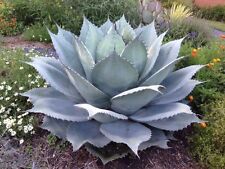 GIANT Whale's Tongue Century Plant - Agave ovatifolia - 10 Seeds - UK Hardy for sale  Shipping to South Africa