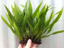 Java fern 2.5 for sale  MARKET RASEN