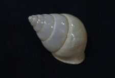 Papuina jensi  30.1 mm F+++   "Fantastic land snail " from Papua New Guinea for sale  Shipping to South Africa