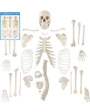 Houseables Disarticulated Human Skeleton, Full Unassembled Anatomical Model 62” for sale  Shipping to South Africa