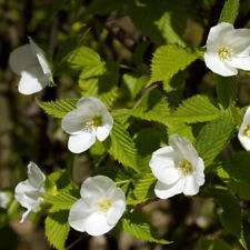 Rhodotypos scandens rhodotype d'occasion  Pouzauges