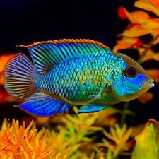 Neon blue acara for sale  LONDON