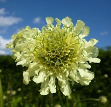 Cephalaria causasica scabiosa for sale  Ireland