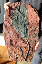 Large fossil crinoid for sale  BECCLES
