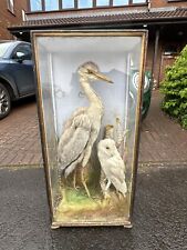 victorian taxidermy for sale  NEWPORT