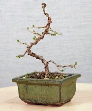 Larix decidua larice usato  Merate