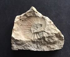Ammonit fossil solnhofen gebraucht kaufen  Wendelstein