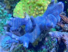 Blue montipora digitata for sale  HORSHAM