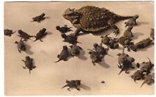 Horned toads postcard for sale  Biggs