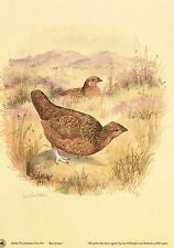 Red grouse print for sale  Shipping to Ireland