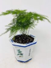 Asparagus fern plant for sale  Hacienda Heights