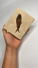 fossil fish brazil for sale  Chino Hills