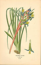 1890s print : favourite flowers by edward step : billbergia nutans for sale  Shipping to South Africa