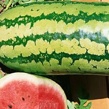 Garrisonian watermelon seeds for sale  Minneapolis