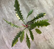 Philodendron variegata ring gebraucht kaufen  Ludwigsfelde