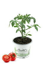 Tomatenpflanze harzfeuer tomat gebraucht kaufen  Obrighoven