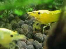 yellow cherry shrimp for sale  LEICESTER