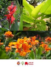 Canna lily mix for sale  Shipping to Ireland