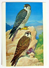 Postcard lanner falcon for sale  MILTON KEYNES
