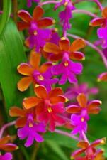 Uncommon orchid species for sale  Mckinleyville