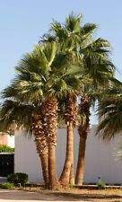 25 semi semi semi semi di palma Washingtonia Robusta semi di palma , usato usato  Spedire a Italy