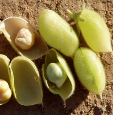 Chickpea seeds marvel for sale  Pittsburgh