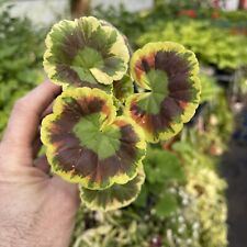 Pelargonium mrs. cox d'occasion  Expédié en Belgium
