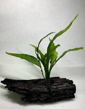 Java fern driftwood for sale  Hillsdale
