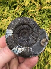 Large dactylioceras ammonite for sale  Shipping to Ireland