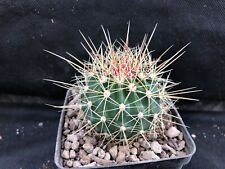 Ferocactus alamosanus giardino usato  Massafra