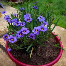 Sisyrinchium bellum (grama de olhos azuis) 25-100 sementes •Flores raras de plantas de jardim Reino Unido, usado comprar usado  Enviando para Brazil