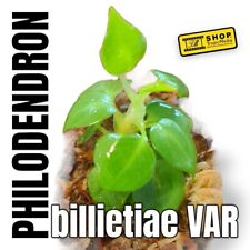 Usado, Philodendron billietiae VAR planta joven establecida en Sphagnum Moos 3 segunda mano  Embacar hacia Spain