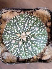Astrophytum asterias cactus for sale  Hesperia