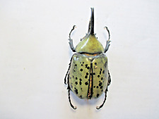 Entomologie Dynastidae Dynastes miyashitai M. 68.5mm Paratype Mexico - Puebla for sale  Shipping to South Africa