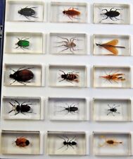 Various taxidermy insect for sale  SOUTHAMPTON