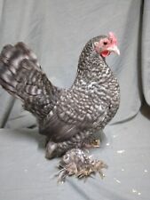 Booted bantam hatching for sale  CREWE