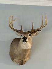 Deer mount for sale  Greenwood
