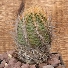 D2971 THELOCACTUS BICOLOR VERY OLD pot10-H9-W6 cm MaMa Cactus for sale  Shipping to South Africa