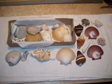 Collection sea shells for sale  Viking