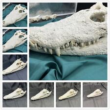 1pcs crocodile skull for sale  Shipping to Ireland