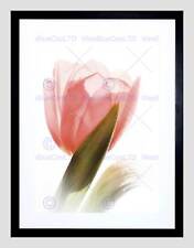 Soft tulip flower for sale  EDINBURGH