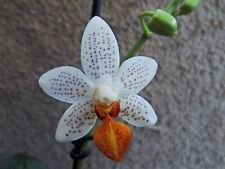 Rare phalaenopsis mini for sale  HALSTEAD
