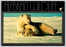 Pocztówka Alaskan Dzika przyroda Niedźwiedź polarny i Cub Ursus maritimus na sprzedaż  Wysyłka do Poland