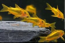 Gold laser corydoras for sale  LONDON