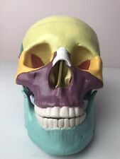 Vintage human skull for sale  NOTTINGHAM