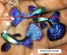 Guppy fish blue for sale  Shipping to Ireland