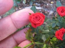 Mini rose plant for sale  Odessa
